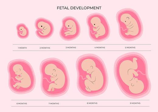 Fetal Growth Chart: Baby Size & Development Week by Week – omumsie